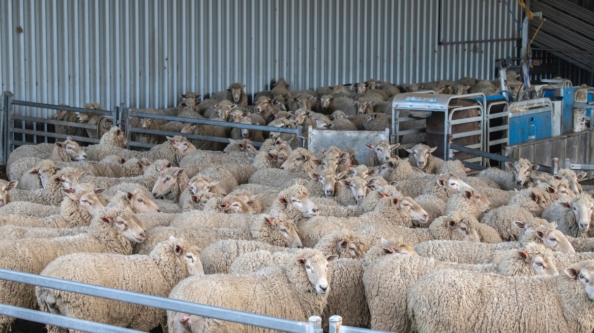 Αλαλούμ με τις θανατώσεις ζώων από ευλογιά